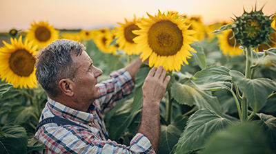 a man smiling in a sunflower field