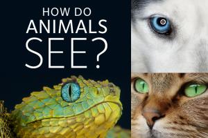 How do animals see?