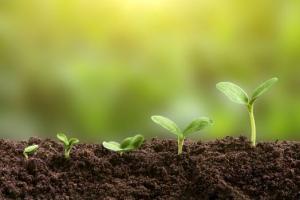 5 seedlings of different sizes growing in soil