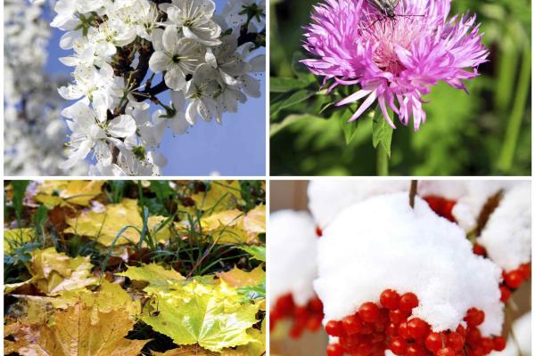 plants in each season collage