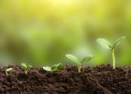 5 seedlings of different sizes growing in soil